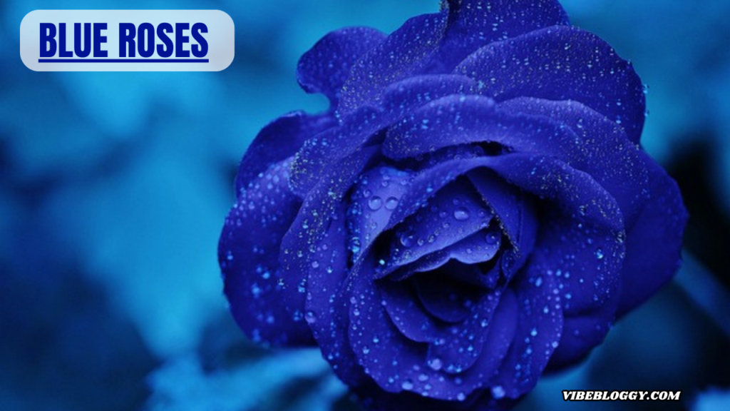 blue roses