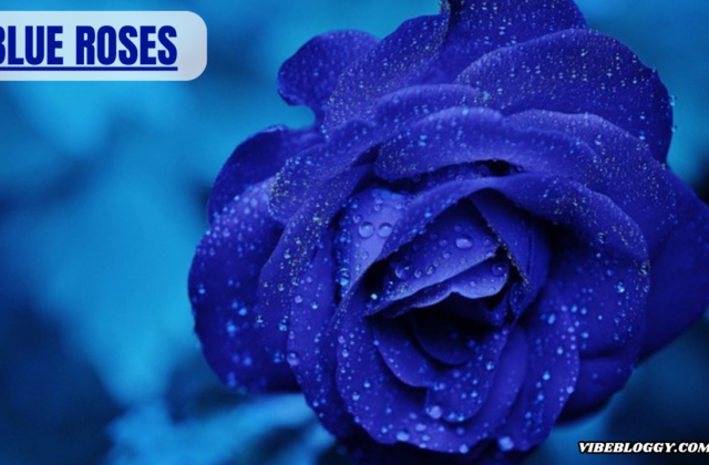 blue roses